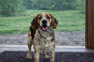 Wet Muddy Dog Shop Mats 400px